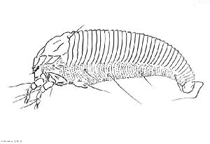 aculops_lycopersici