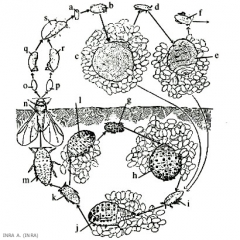 viteus_vitifoliae5