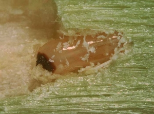 plioreocepta_poeciloptera2