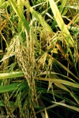 oryza1