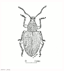 Otiorhynchus_cribricollis