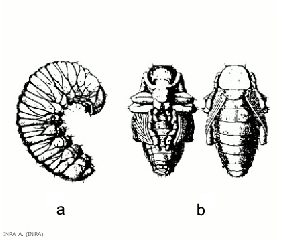 Otiorhynchuscribricollis2