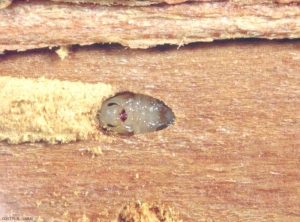 Scolytus_rugulosus1