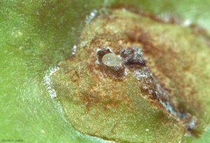 Tatianaerhynchitesaequatus1