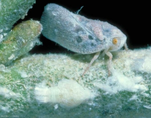 metcalfa_pruinosa