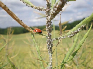 coccinelle_brevicoryne