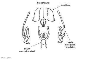 pieces_broyeuses