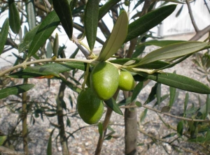 olivier1