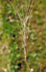 Aegilops-triuncialis