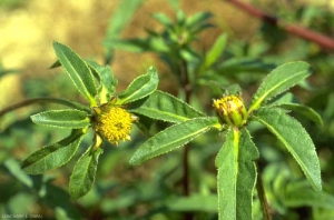 Bidens-tripartita