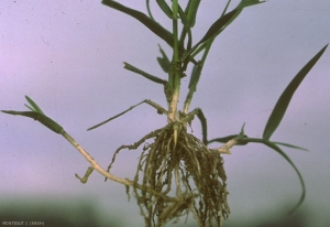 Agrostis-gigantea
