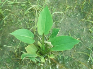 Alisma-plantago-aquatica