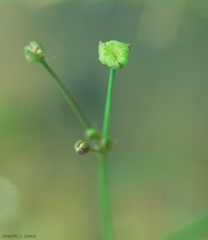 Alisma-plantago-aquatica3