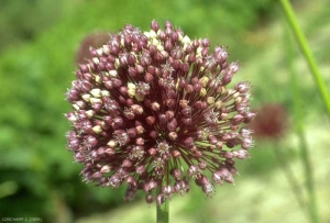 Allium-polyanthum