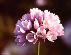 allium_roseum