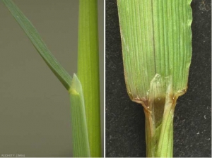 Alopecurus-myosuroides5