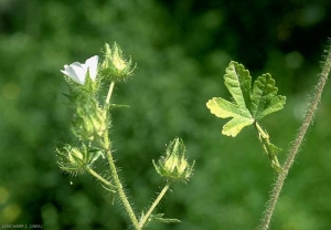 Althaea-hirsuta