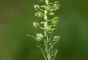 Alyssum-alyssoides