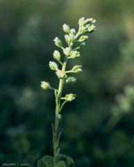 Alyssum-alyssoides3