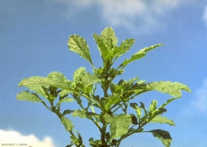 Amaranthus-albus