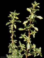 Amaranthus-blitoides2