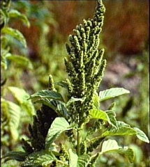 Amaranthus-cruentus