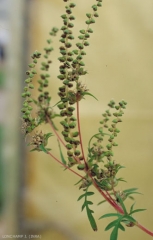 Ambrosia-artemisiifolia2