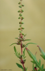 Ambrosia-artemisiifolia4
