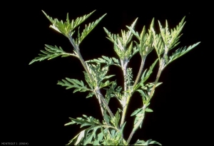 Ambrosia-artemisiifolia6