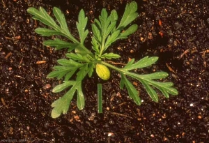 Ambrosia-artemisiifolia7