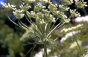 ammi-majus