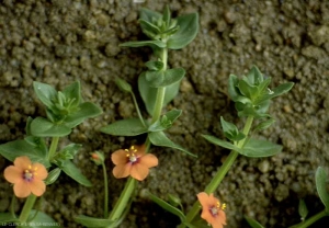 Anagallis-arvensis2