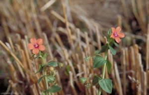 Anagallis-arvensis4