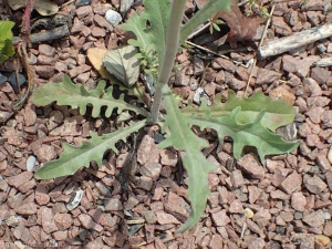 Andryala-integrifolia