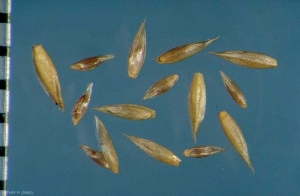 Agrostis-stolonifera3