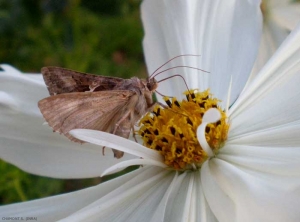 Autographa-gamma10