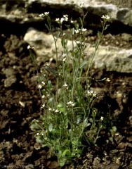 Arabidopsis-thaliana