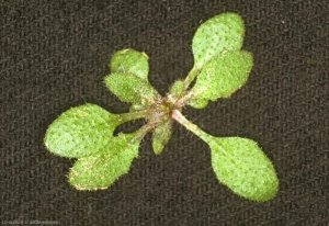 Arabidopsis-thaliana2