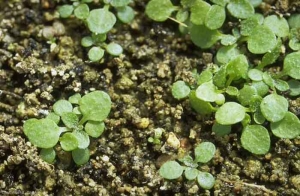 Arabidopsis-thaliana3
