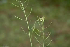 Arabidopsis-thaliana4