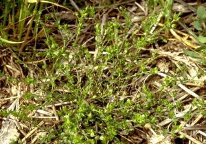 Arenaria-serpyllifolia3