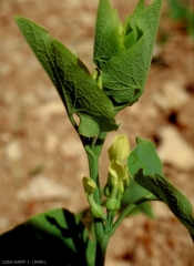 Aristolochia-clematitis5