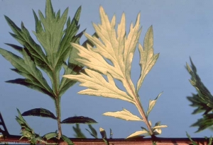 Artemisia-vulgaris2