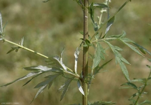 Artemisia-vulgaris4