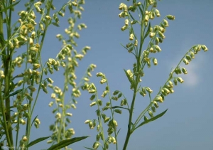 Artemisia-vulgaris5