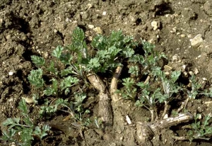 Artemisia-vulgaris6
