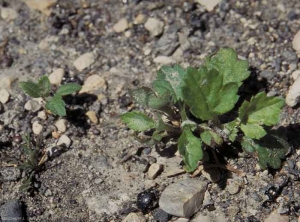 Artemisia-vulgaris7