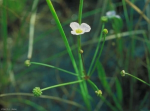 Baldellia-ranunculoides