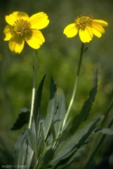 bidens_aurea