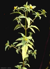 Bidens-tripartita2